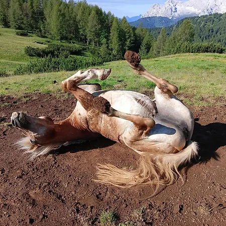 Bauernhof Stanza Malga Ciauta Villanova (Belluno)